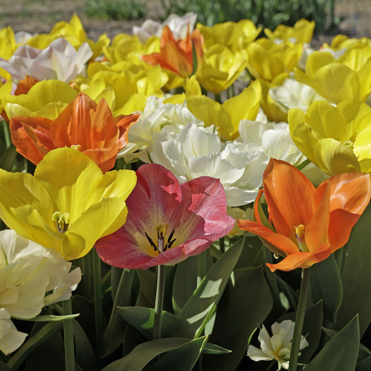 Prosecco Tulips