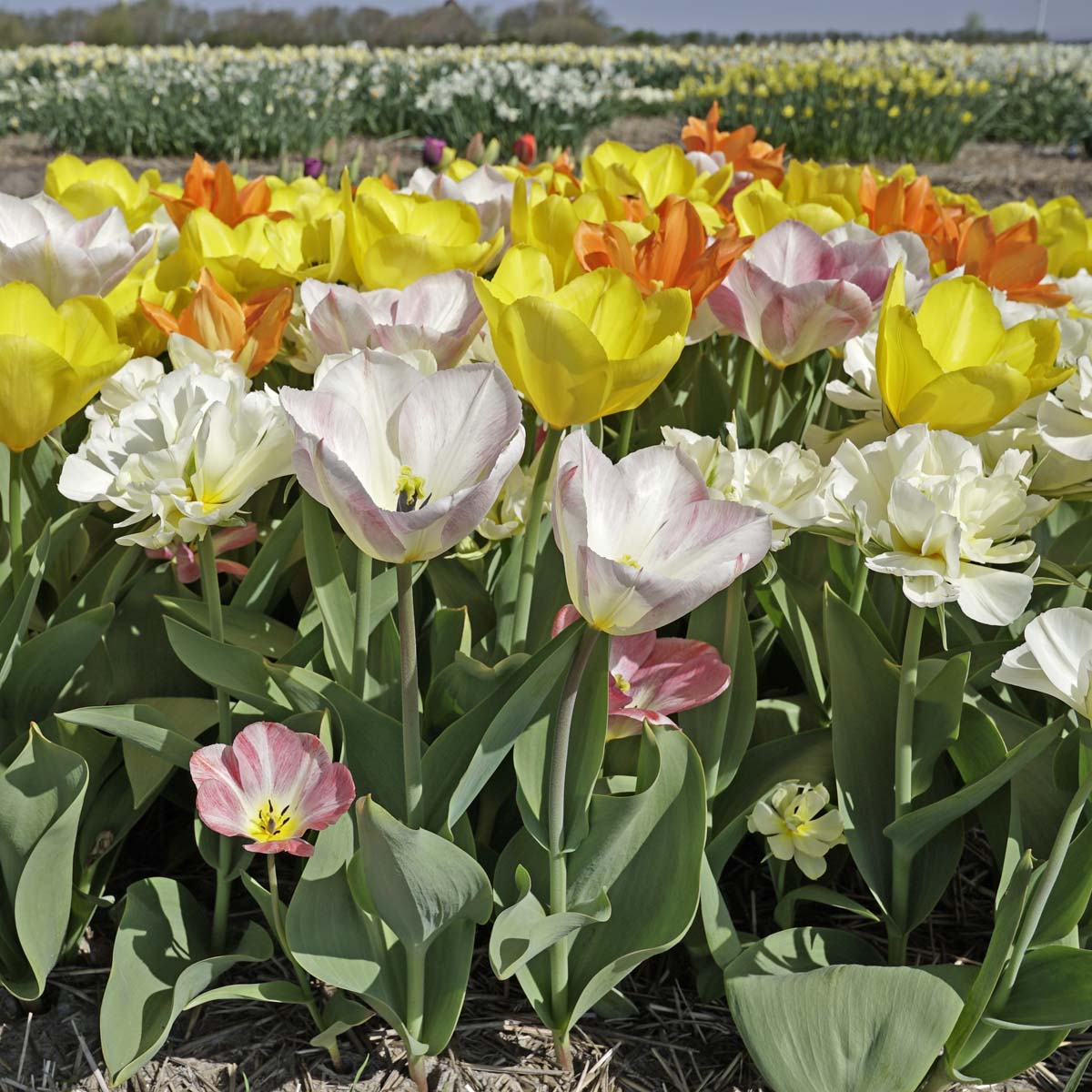 Prosecco Tulips