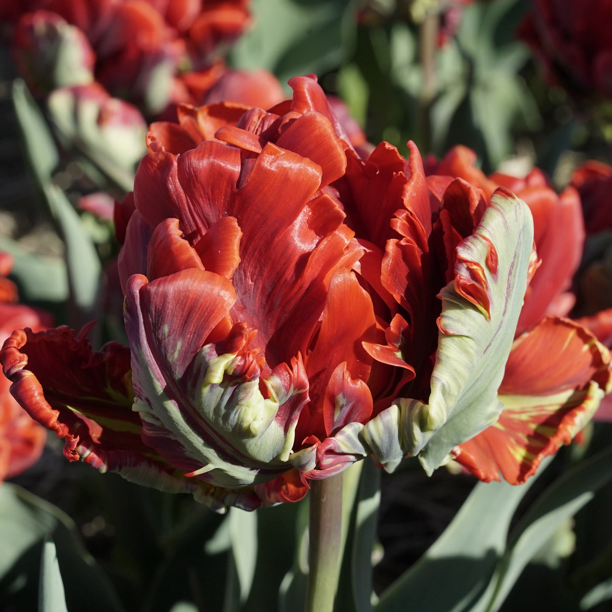 Product picture Tulip Rococo Double