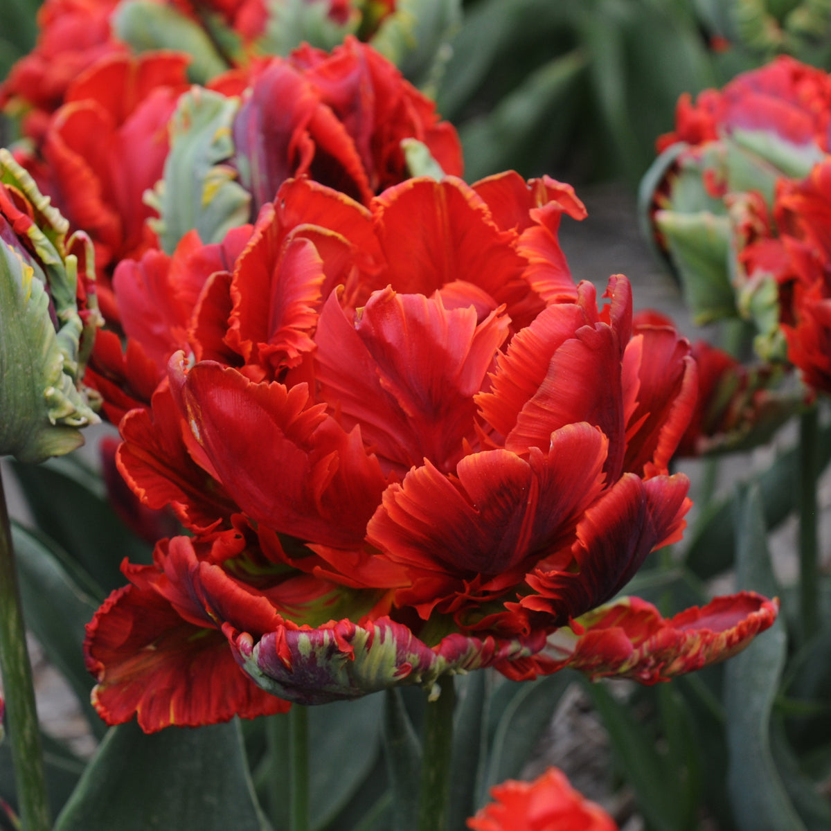 Product picture Tulip Rococo Double