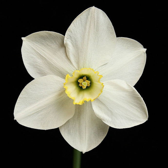 Product picture Daffodil Sidley