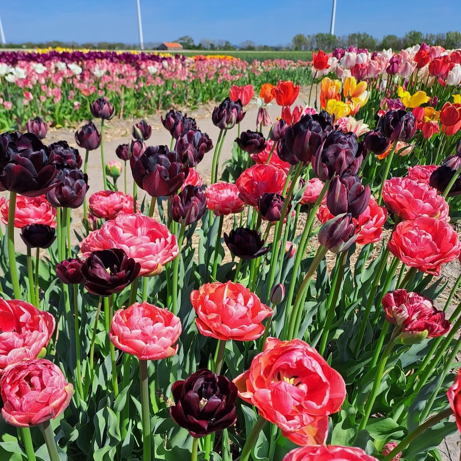 Product picture of Tulip Simply Lovely Mix