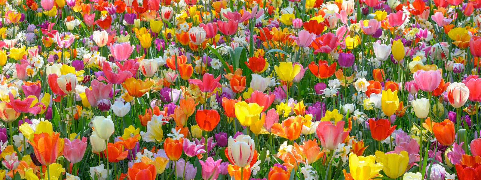 A slider picture of mixed Tulips and Daffodils