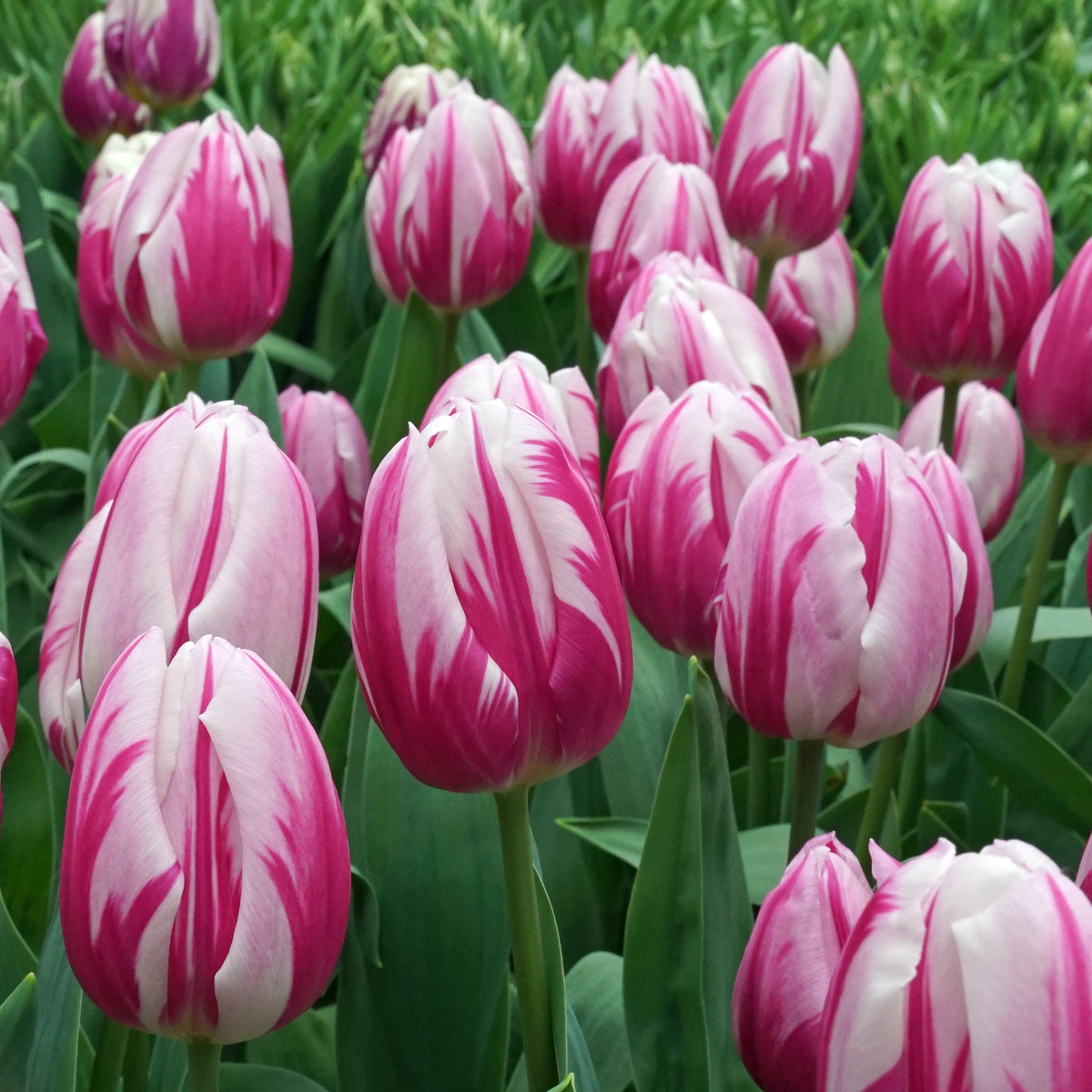 Product picture Tulip Bojangles
