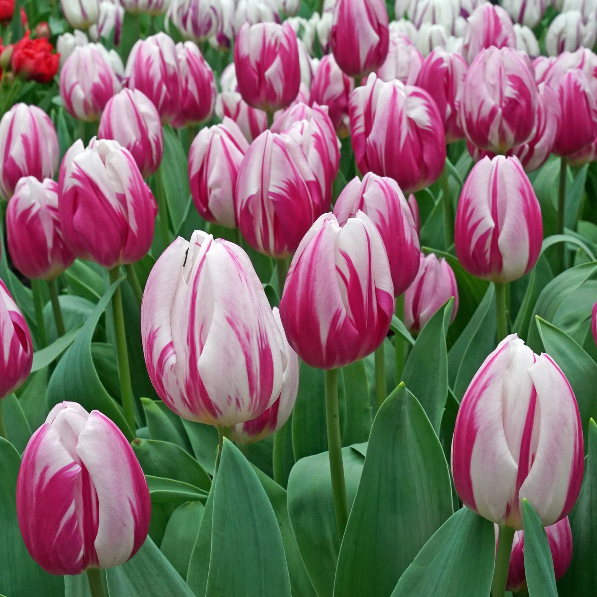 Product Picture Tulip Bojangles