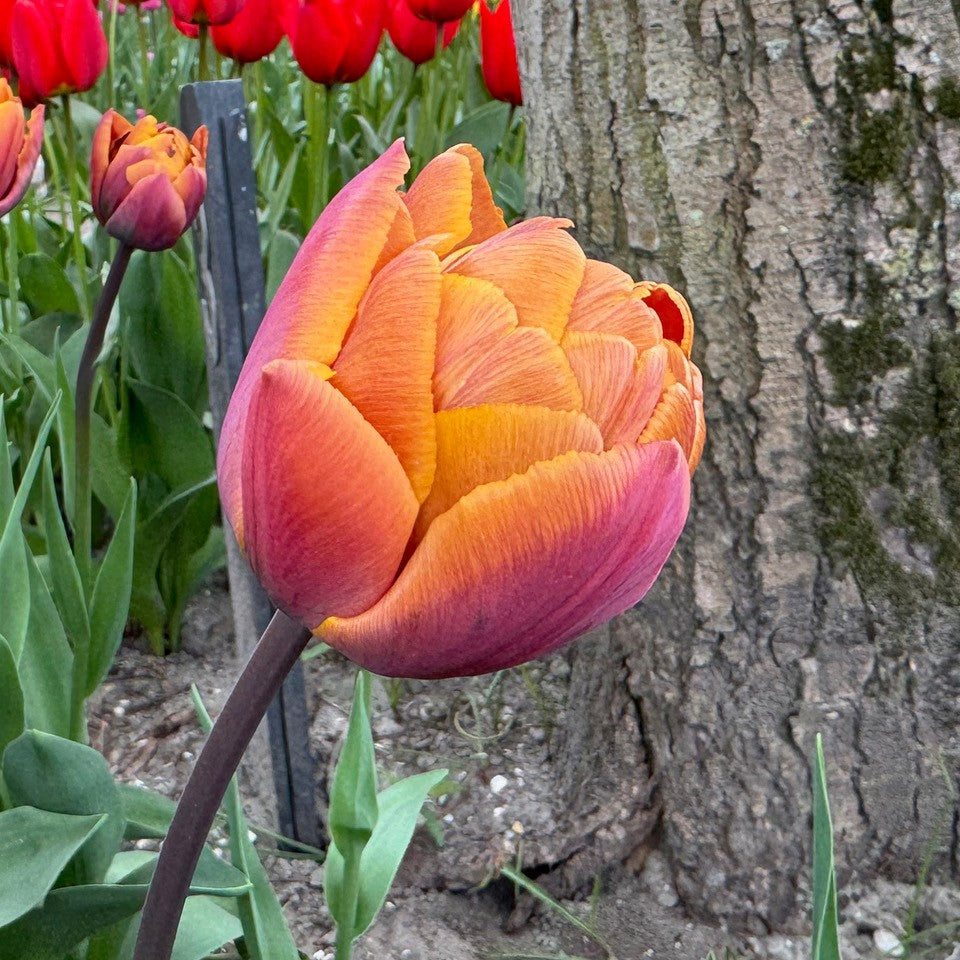 Product picture Tulip Brazil