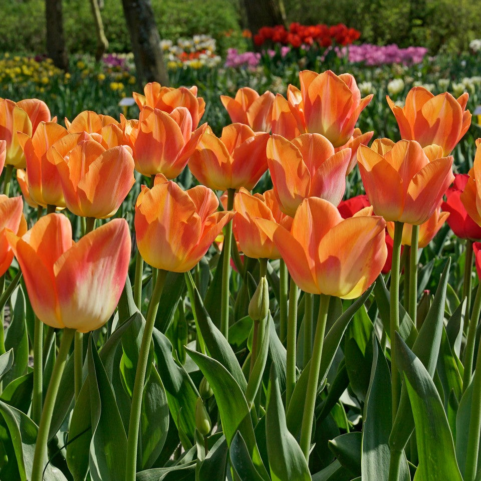 Product picture Tulip Sunrise Dynasty