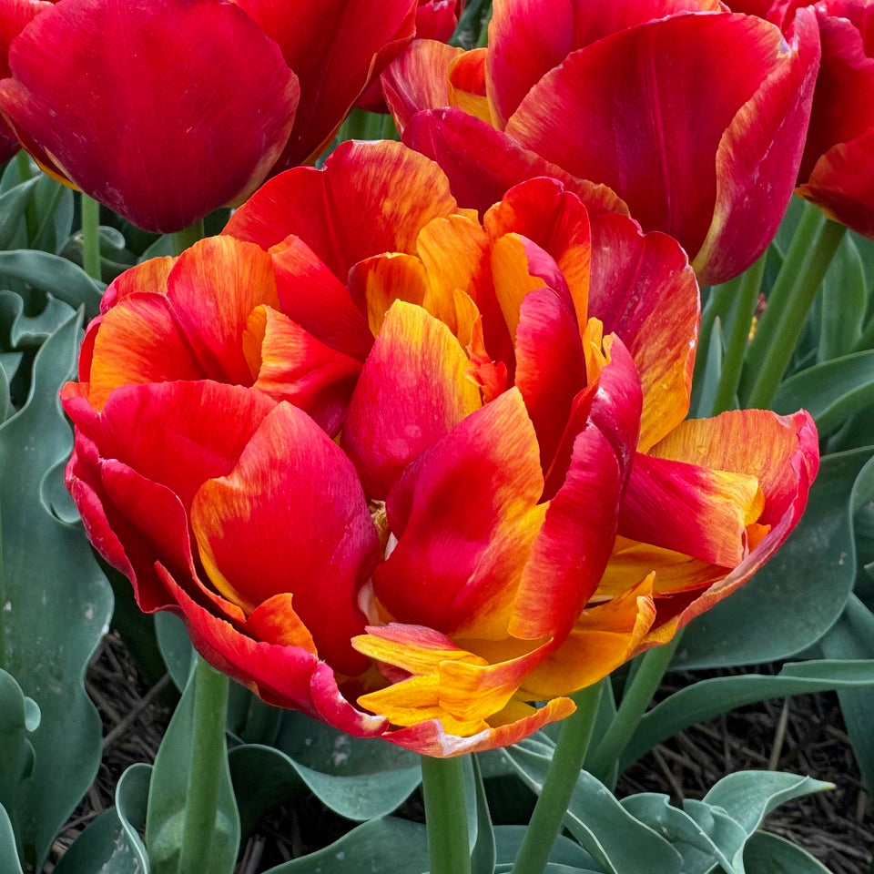 Product picture Tulip Furiosa