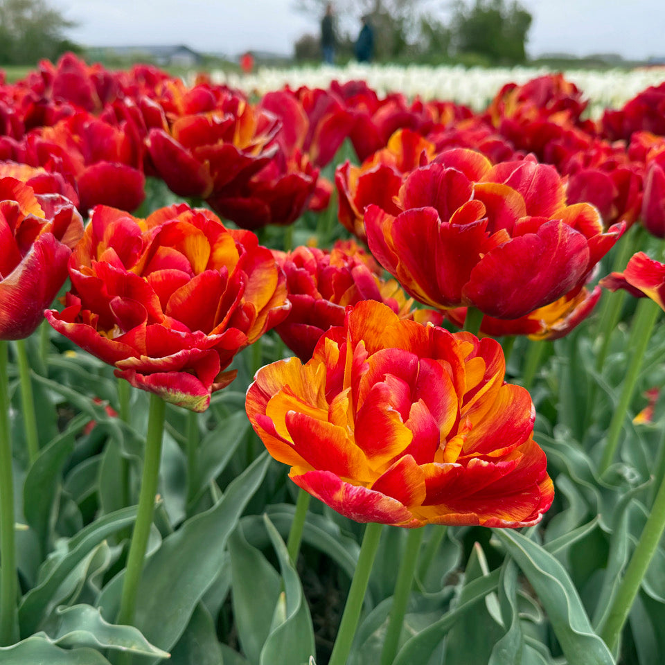 Product picture Tulip Furiosa