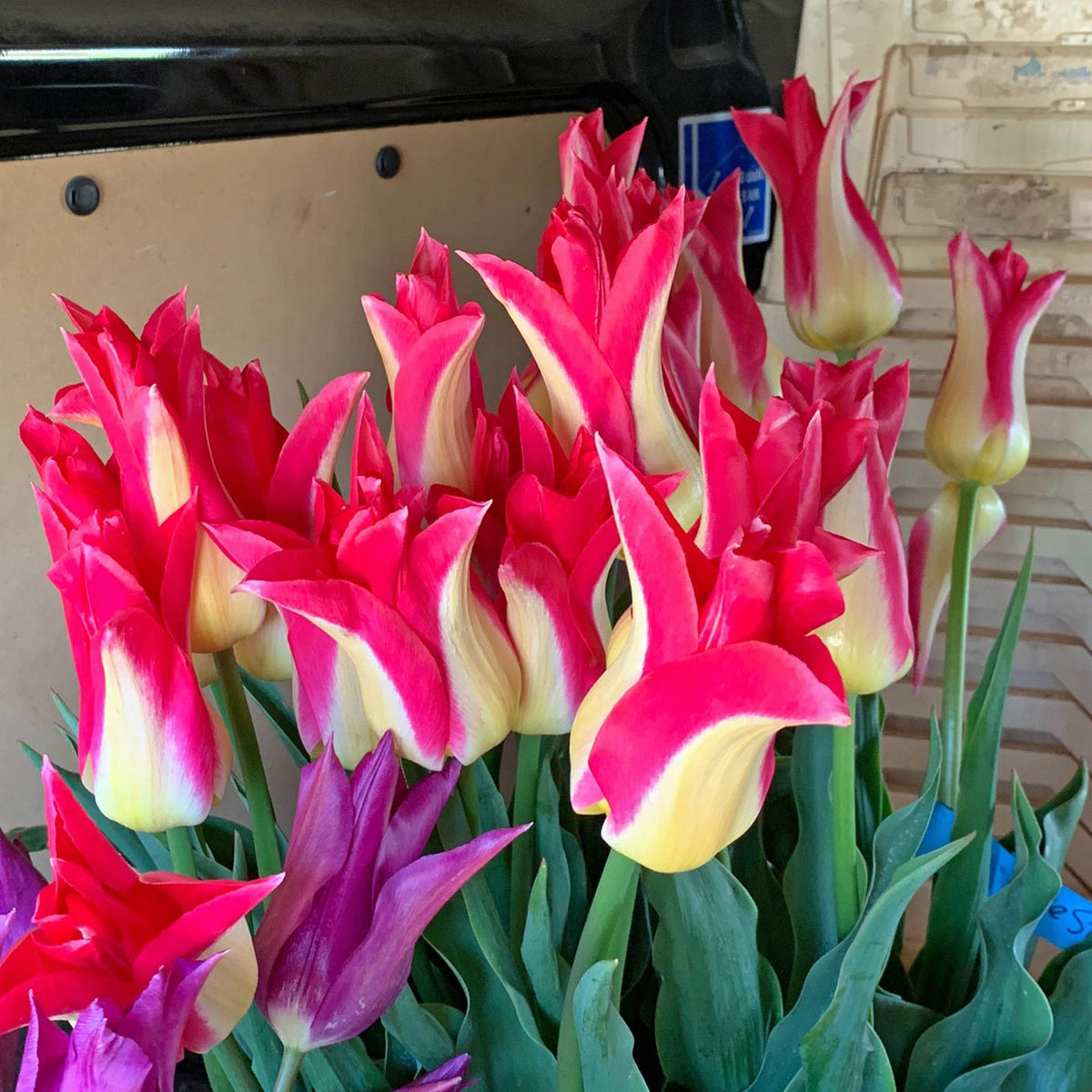 Product picture Tulip Love Story