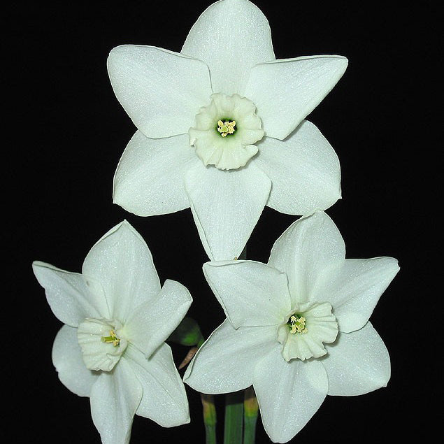 White Spring