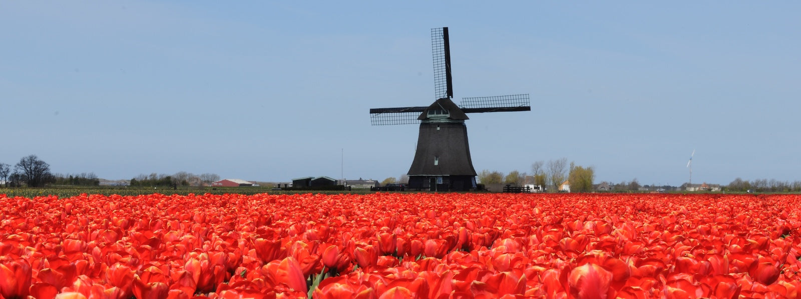 A slider picture of a red tulip field with an old windmill on the background