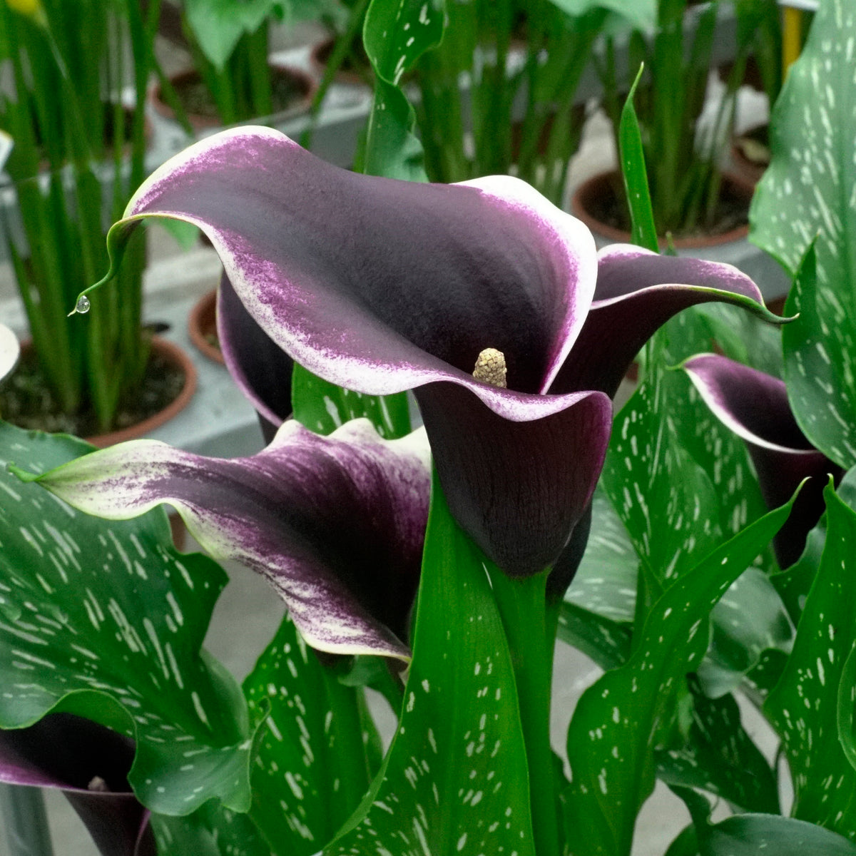 Zantedeschia Dubai Nights
