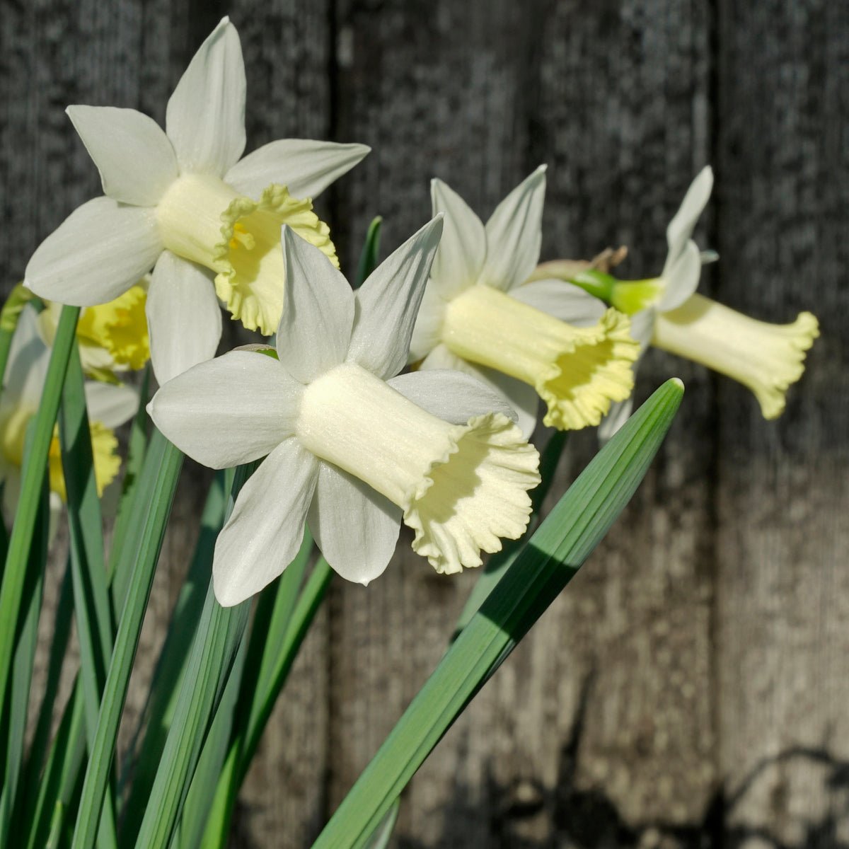 Alec Gray - Special Narcissus - Fluwel