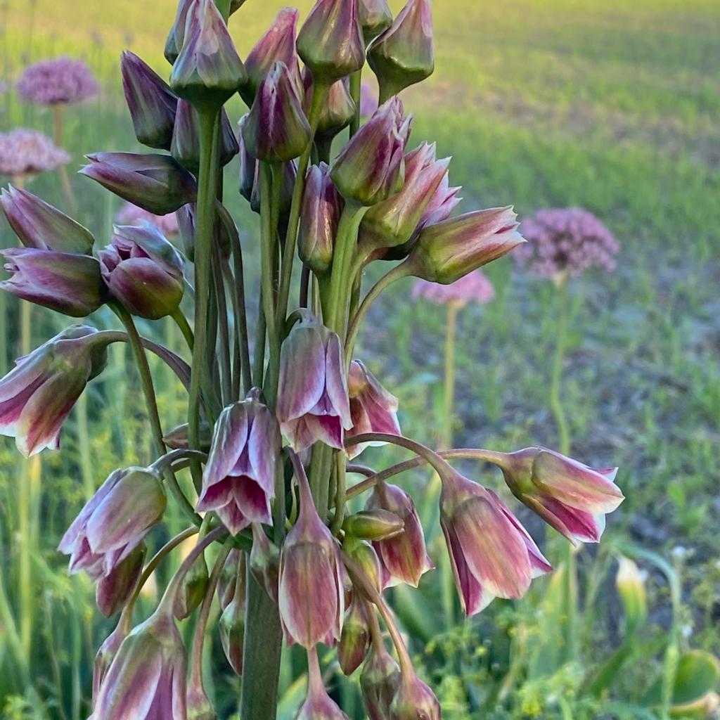 Allium siculum - roze allium - Fluwel