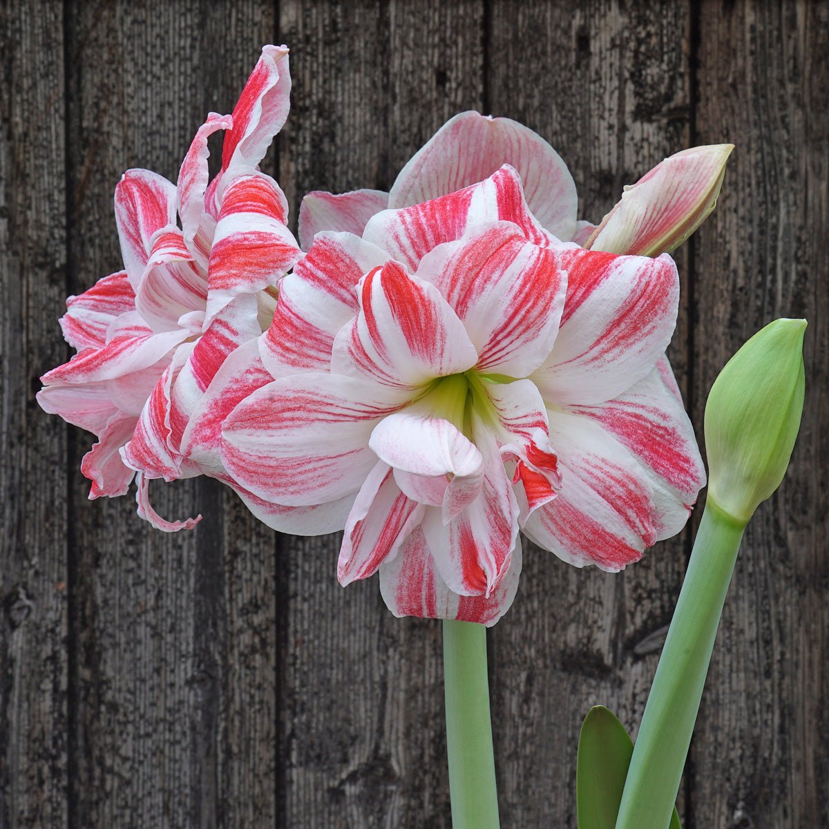 Amaryllis Amazing Belle - Amaryllis - Fluwel