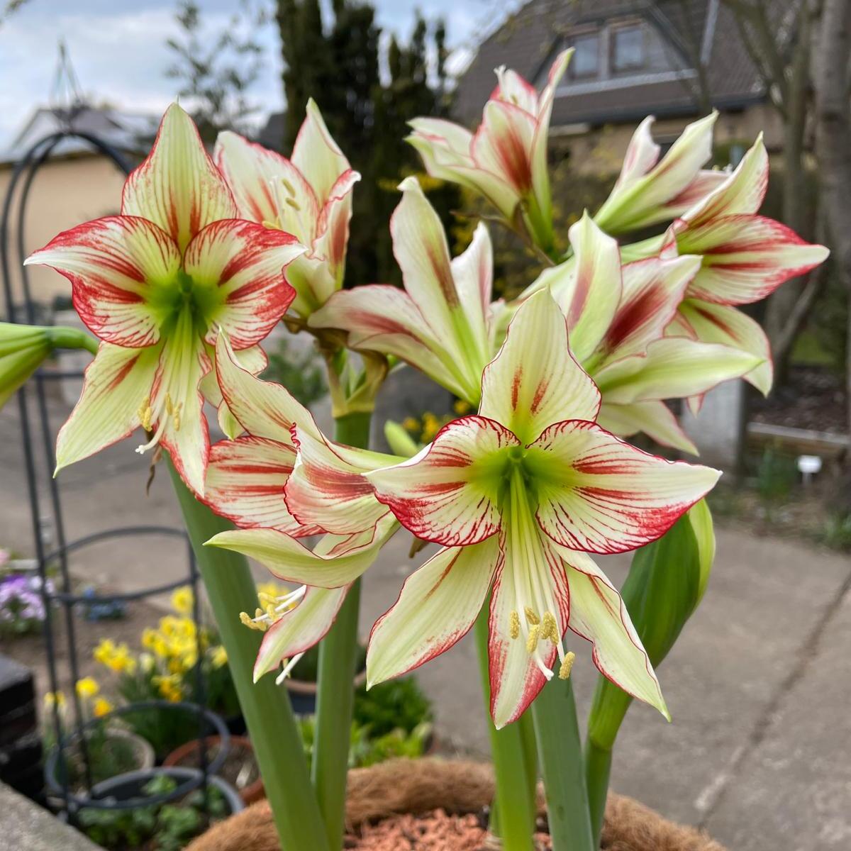Amaryllis Cleopatra - Amaryllis - Fluwel