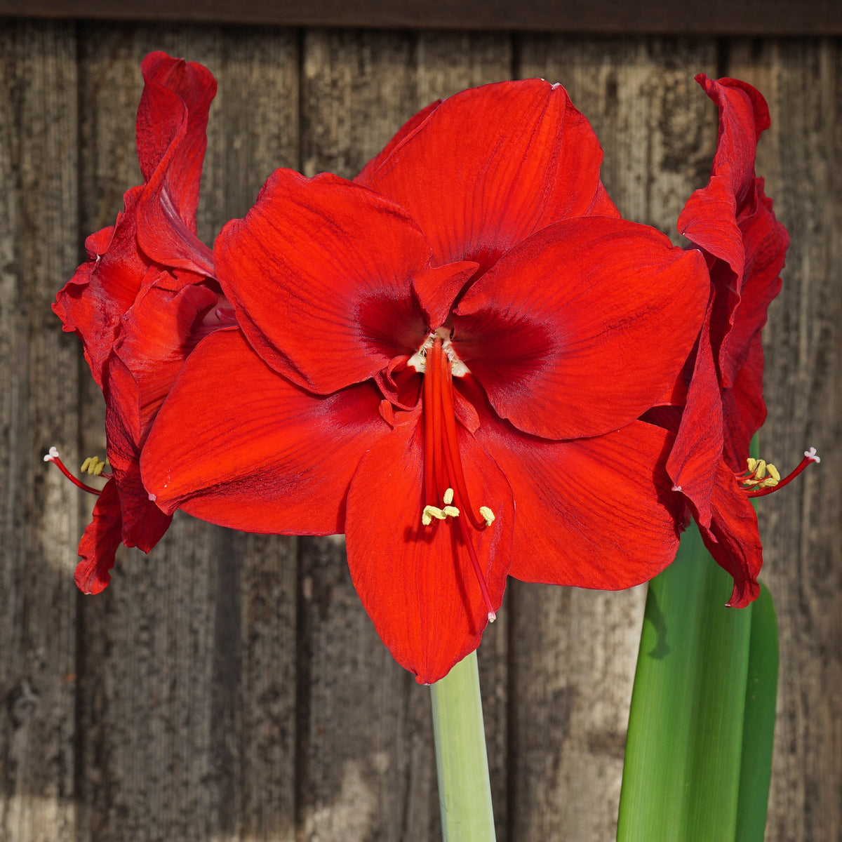 Amaryllis Nr. 1250 - Amaryllis - Fluwel