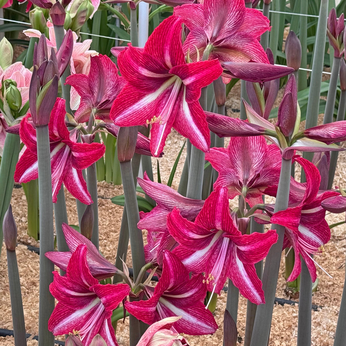 Amaryllis Nr. 180.30 - 1 - Amaryllis - Fluwel