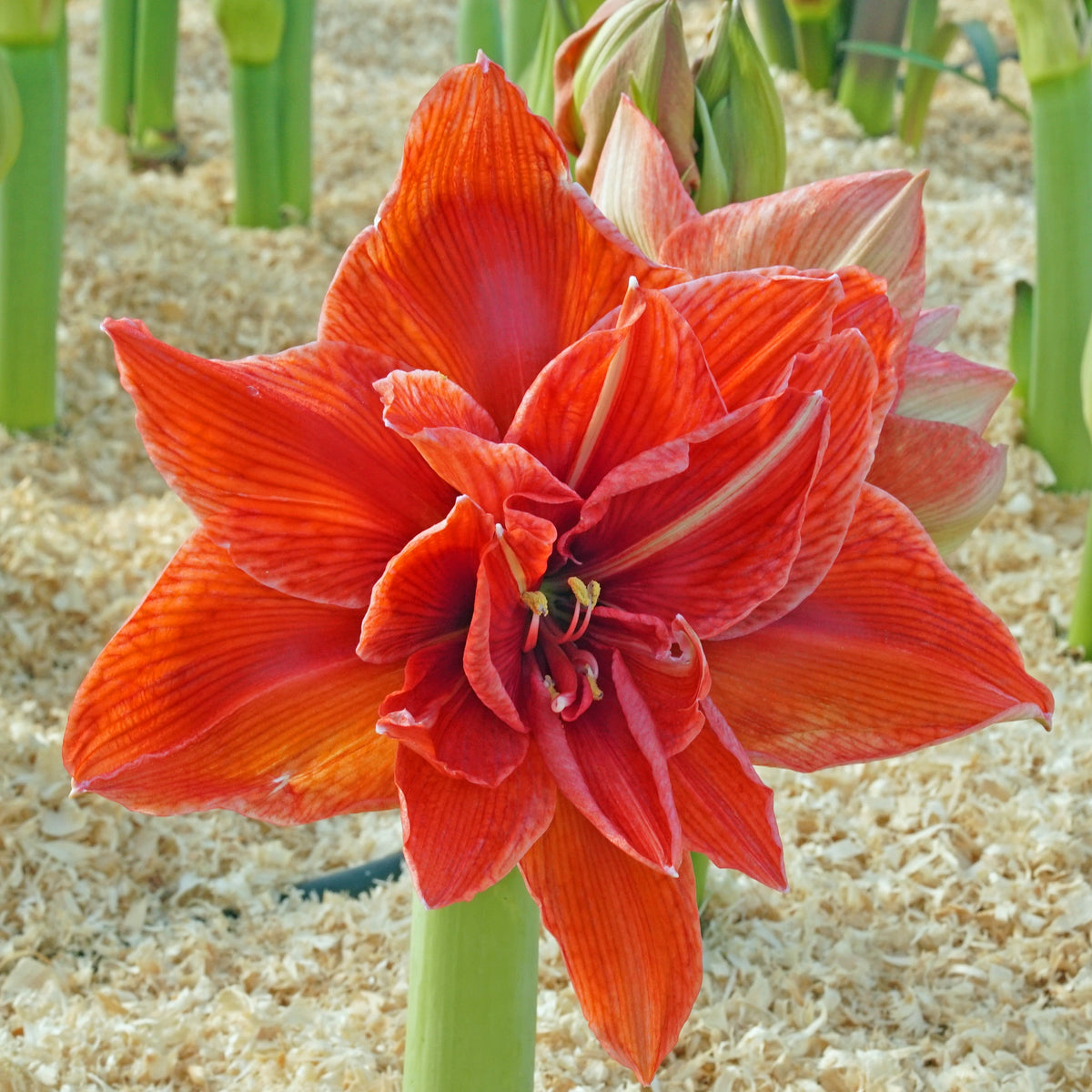 Amaryllis Nr. 180.35 - 4 - Amaryllis - Fluwel