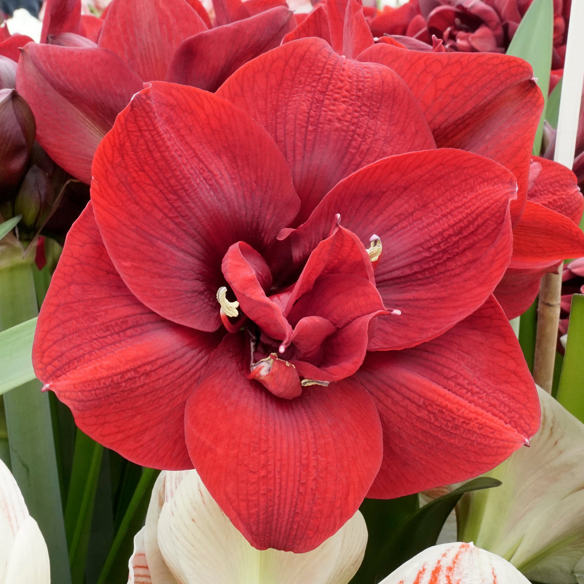 Amaryllis Red Symphony - Amaryllis - Fluwel