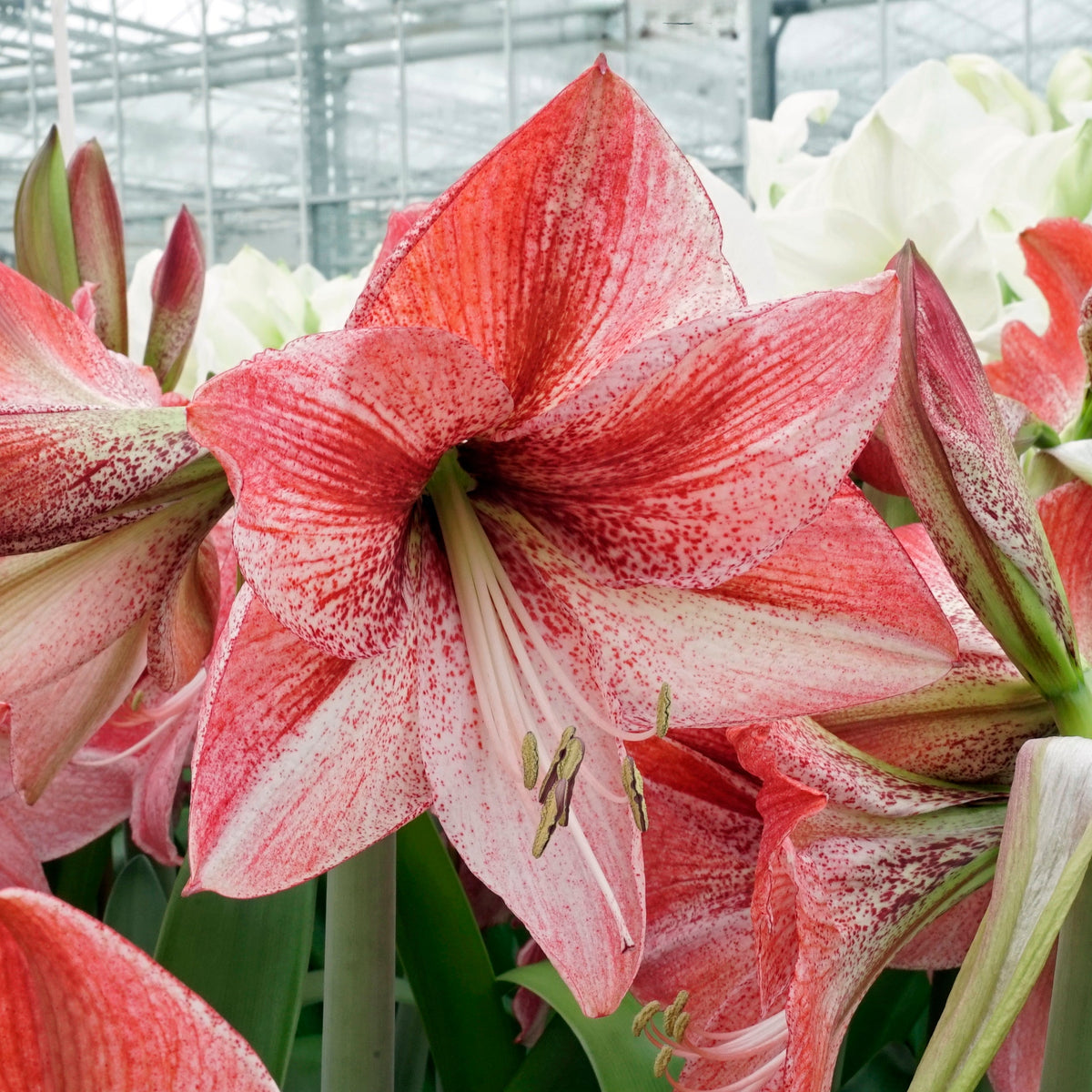Amaryllis Revelation - Amaryllis - Fluwel