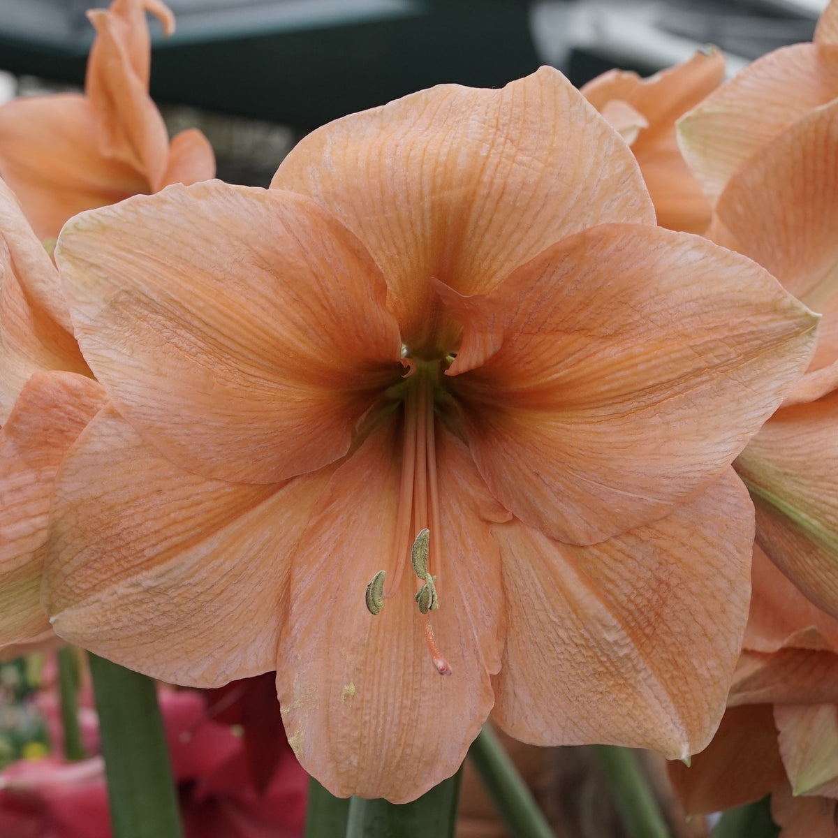 Amaryllis Rilona - oranje amaryllis - Fluwel