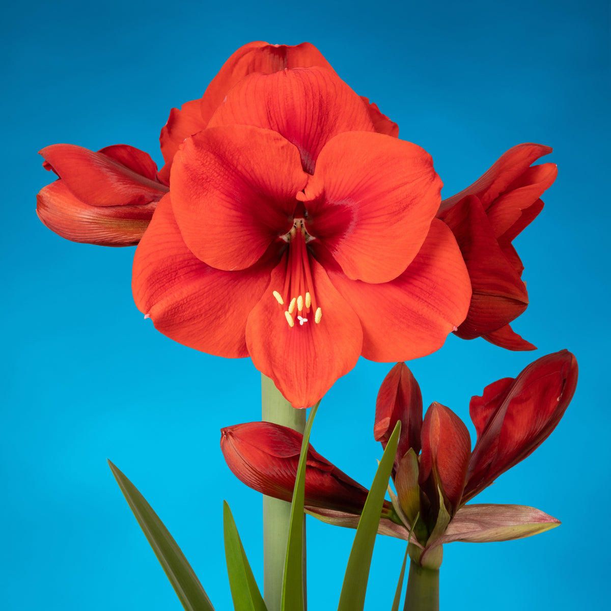Amaryllis Tenerife - Amaryllis - Fluwel