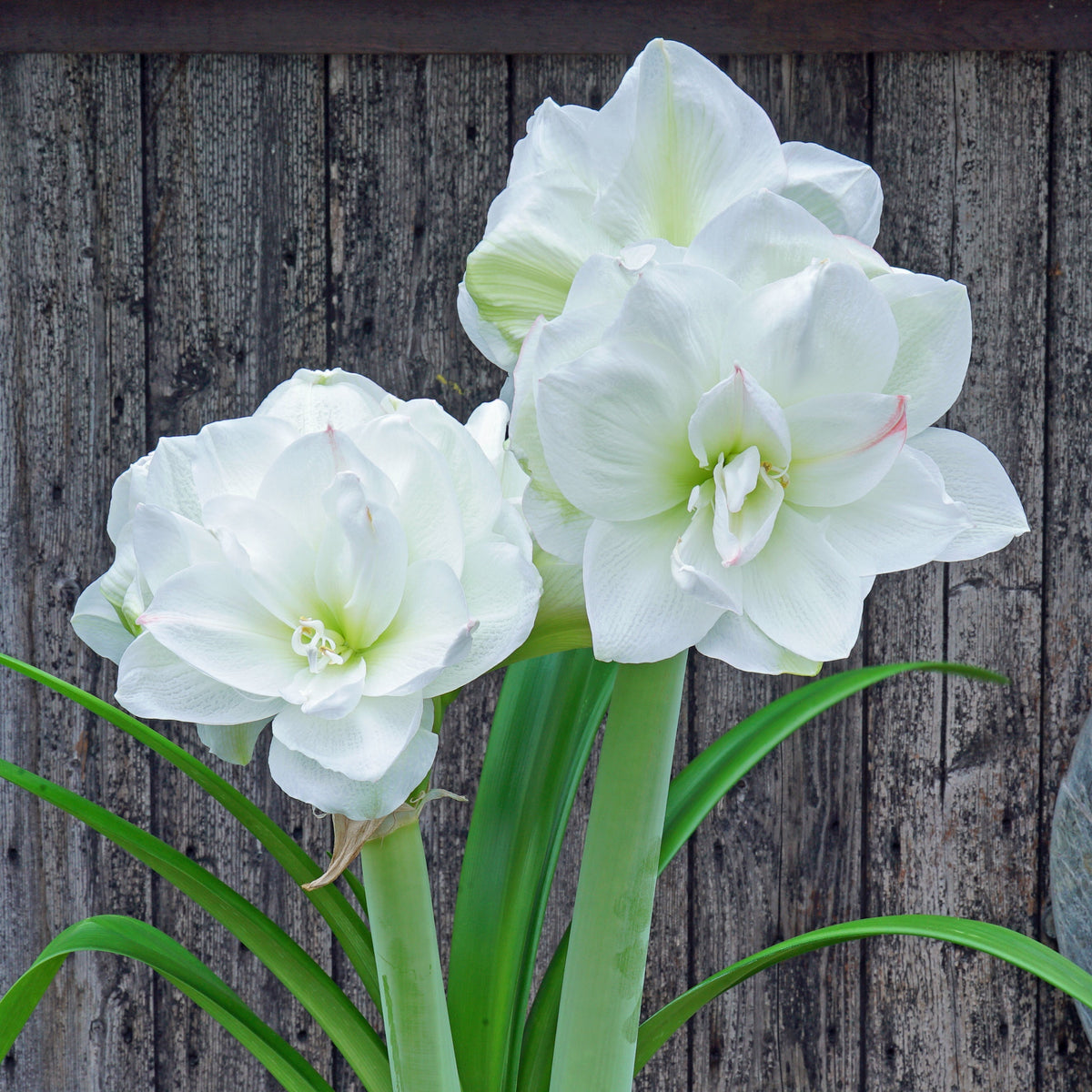 Amaryllis White Amadeus - witte amaryllis - Fluwel