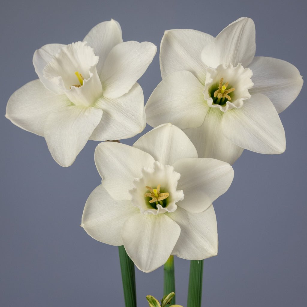 Areley Kings - Special Narcissus - Fluwel