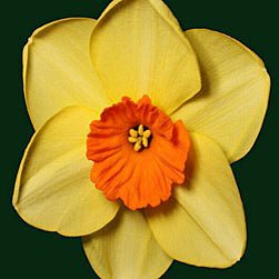 Arid Plains - Special Narcissus - Fluwel