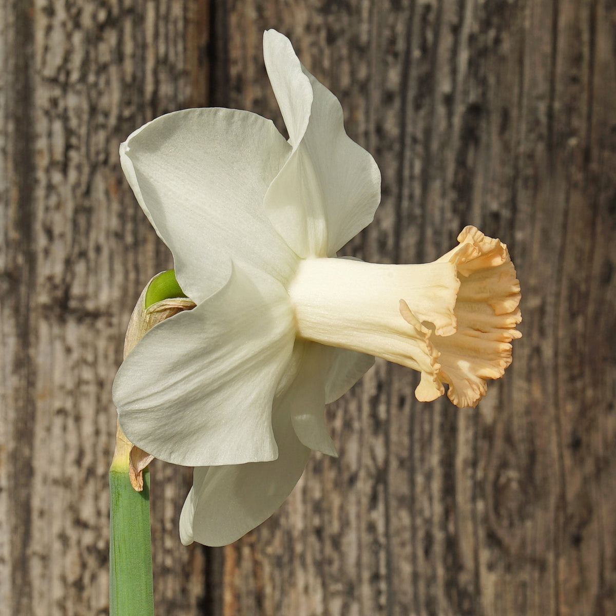 Beautiful Lady - Special Narcissus - Fluwel