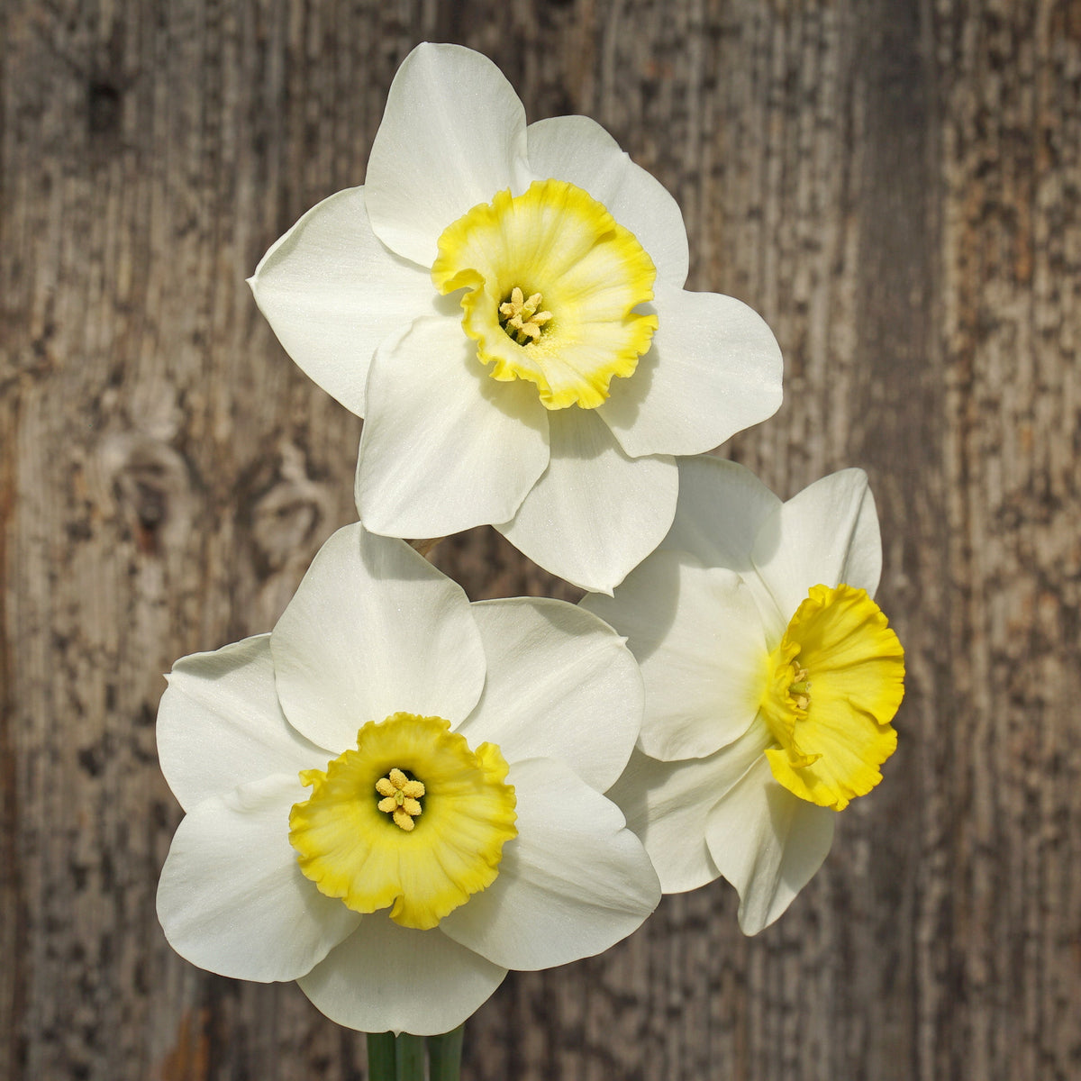 Beauty Call - Special Narcissus - Fluwel
