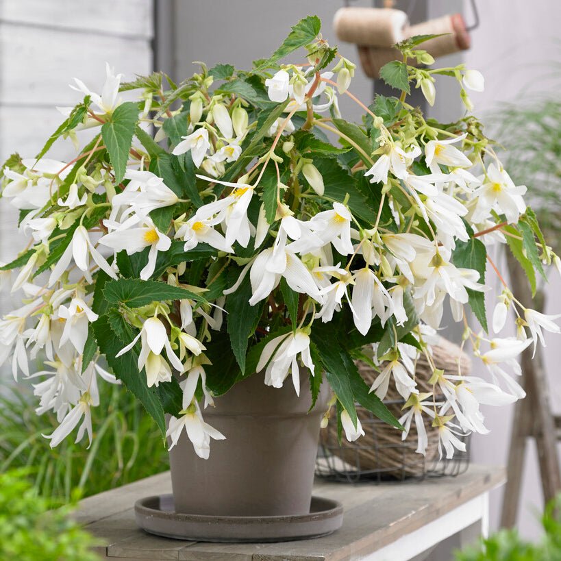 Begonia boliviensis Santa Barbara - Begonias - Fluwel