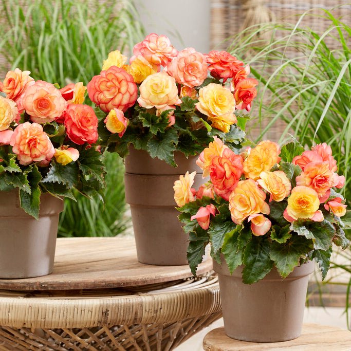 Begonia On Top Sunset Shades - Begonias - Fluwel