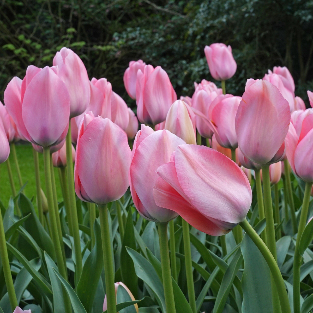 Bella Blush - Tulips - Fluwel
