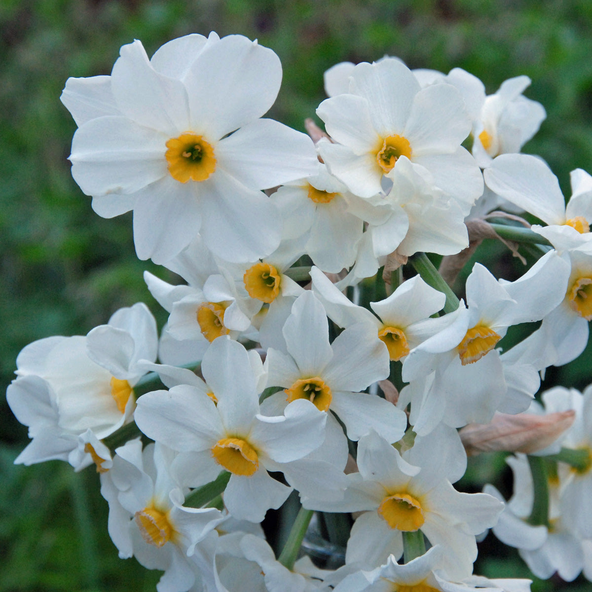 medioluteus ((biflorus)