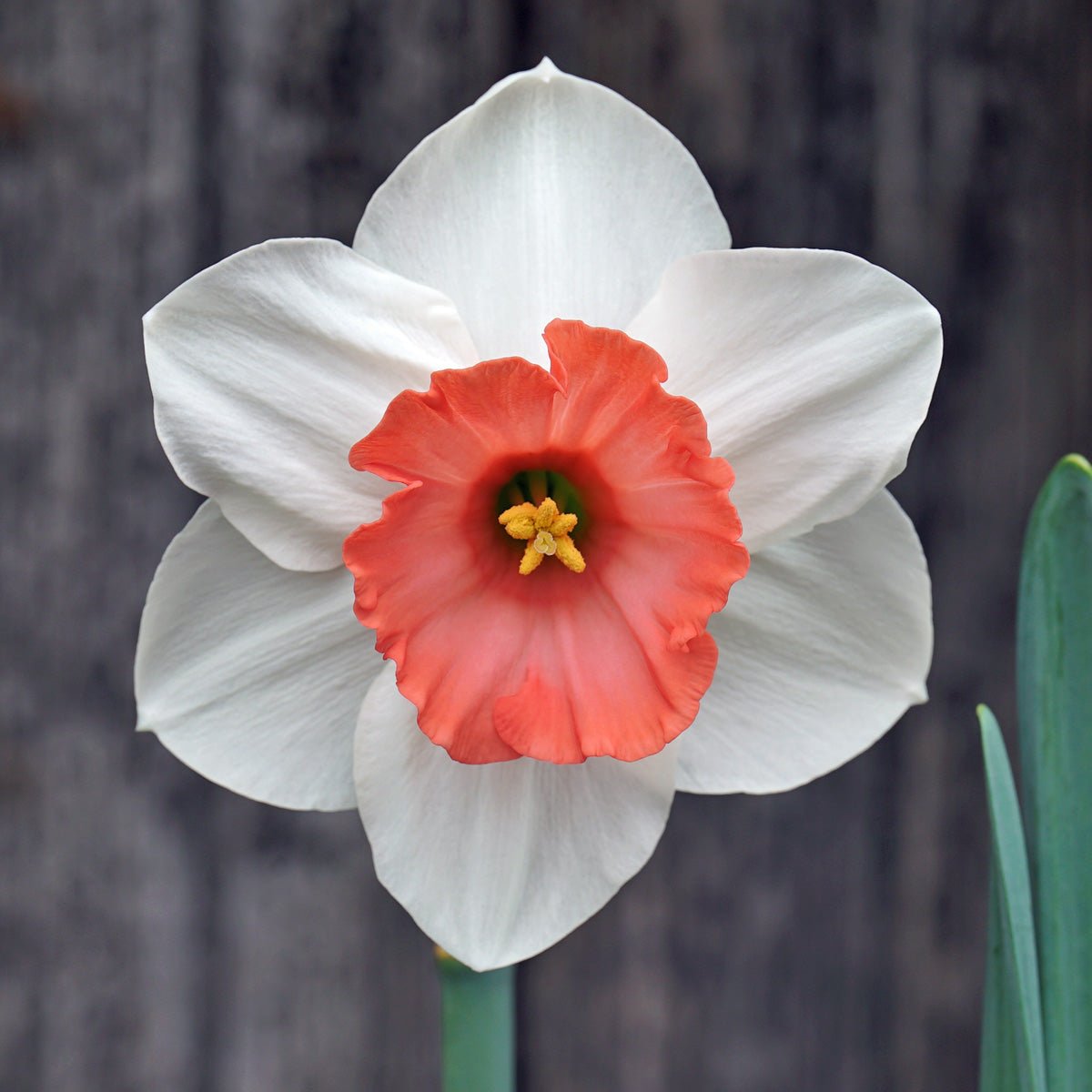 Bregt - Special Narcissus - Fluwel