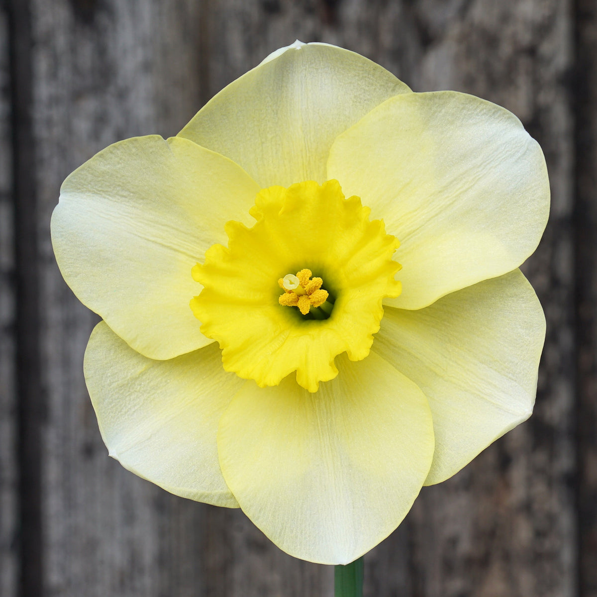 Broadwalk Beauty - gele Large-cupped narcis - Fluwel
