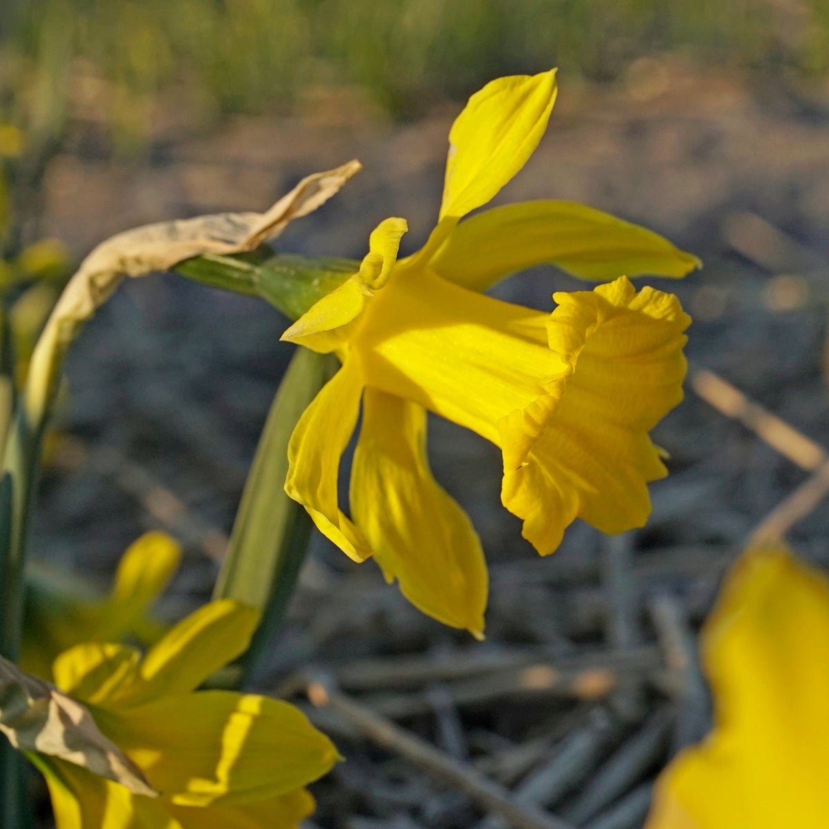 bujei Sierra de Cobra - Special Narcissus - Fluwel