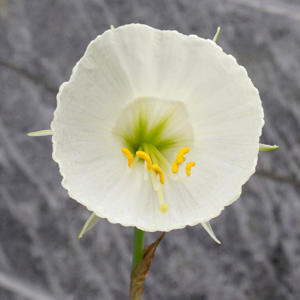 bulbocodium Ballroom Belle - Special Narcissus - Fluwel