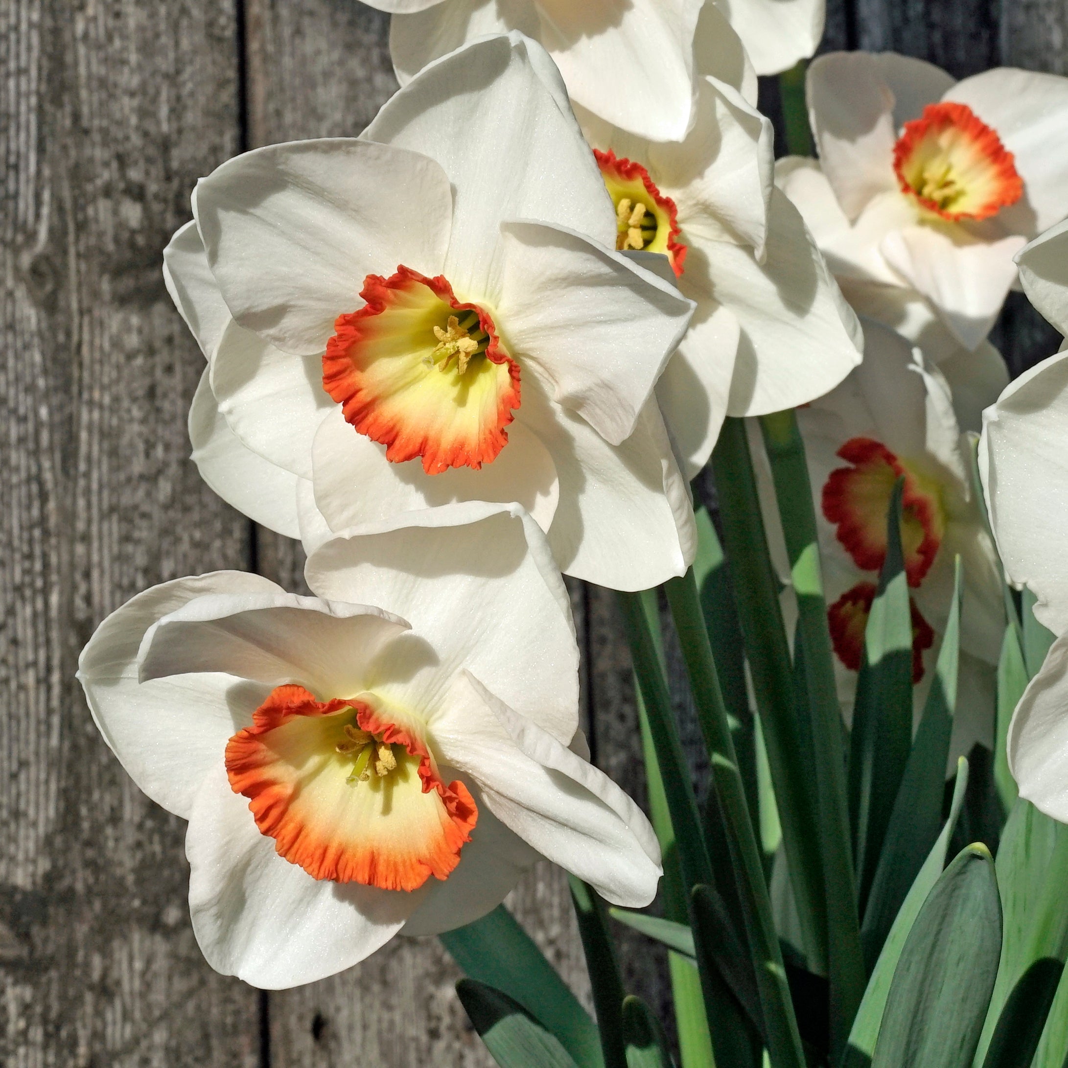 Camilla Clara Kate - Special Narcissus - Fluwel