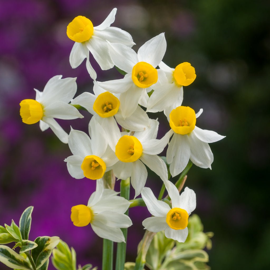 canaliculatis - Special Narcissus - Fluwel