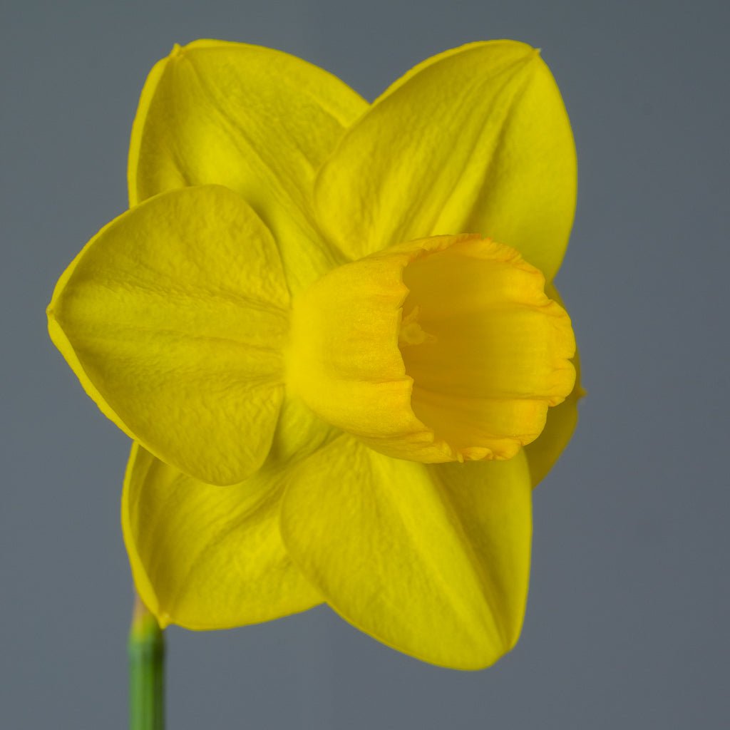 Canny Choice - geel-oranje Large-cupped narcis - Fluwel