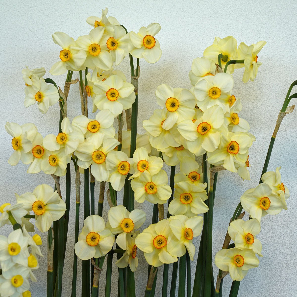 Chinita - Special Narcissus - Fluwel