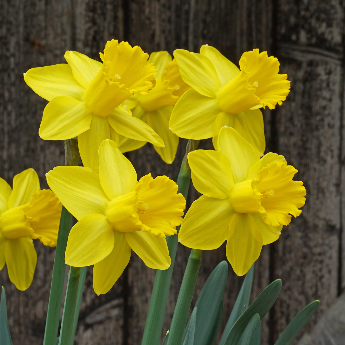 Cock - a - doodle - doo - Special Narcissus - Fluwel