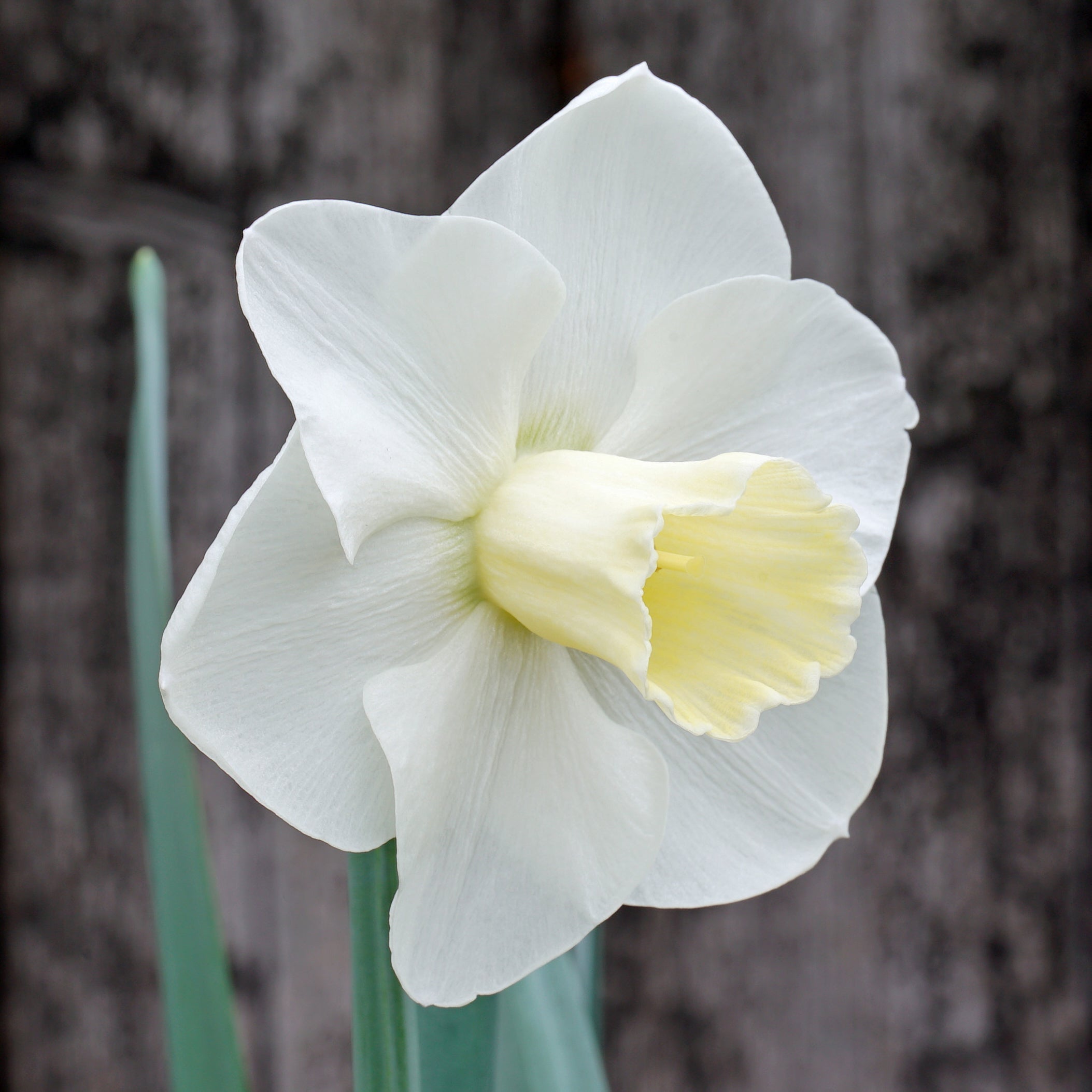 Cold Play - Special Narcissus - Fluwel