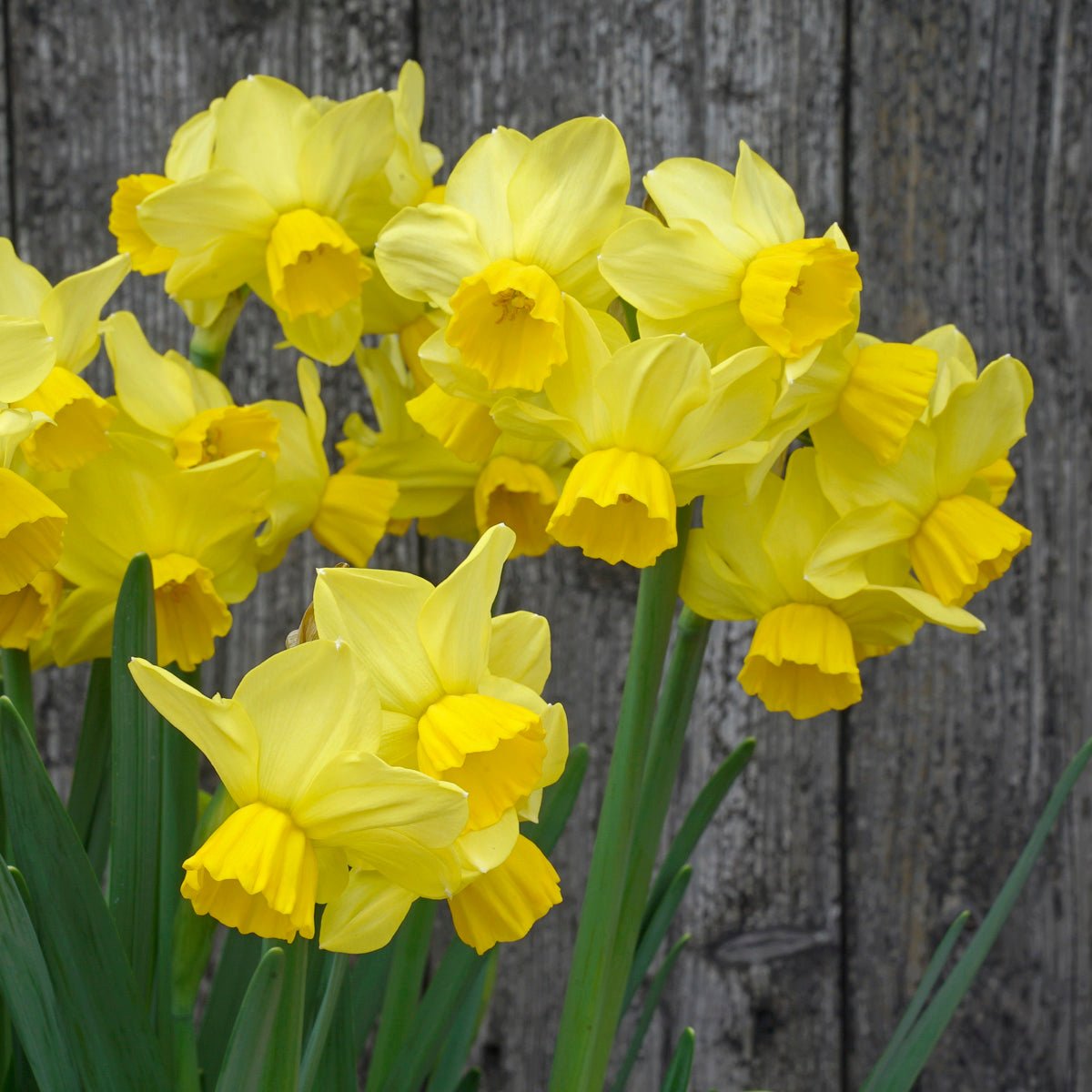 Cornish Chuckles - Narcissus - Fluwel