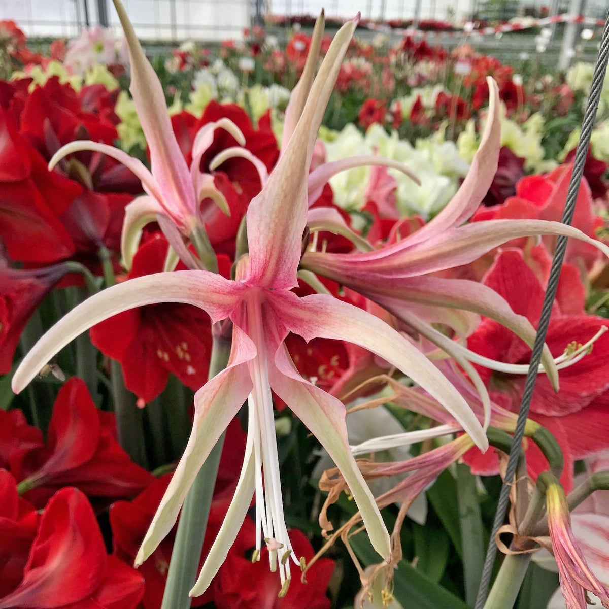 Cyber Queen - Special Amaryllis - Fluwel