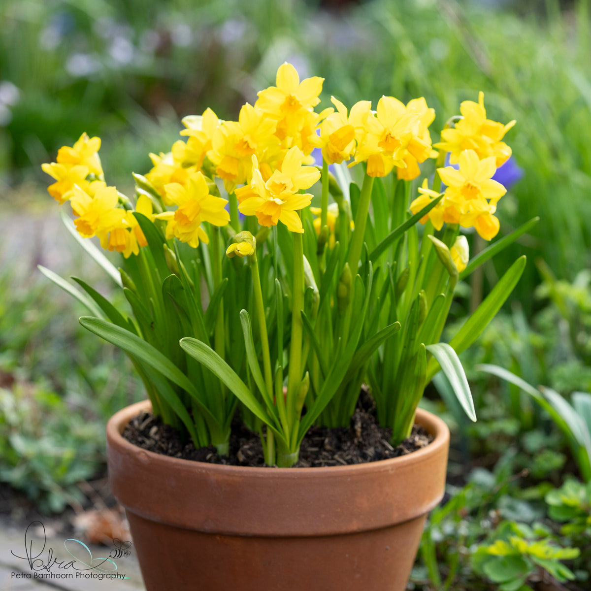 Cyclataz - Special Narcissus - Fluwel